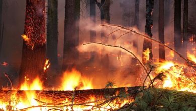 Eight Important Facts You Should Know About Post-Fire Restoration
