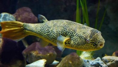 A Complete Guide On How To Raise Puffer Fish