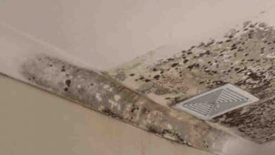 A Comprehensive Guide to Mould Elimination-- Facts You Need To Consider