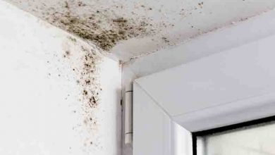 Do It Yourself Mould Elimination Vs Working With A Pro: Which Is Better?