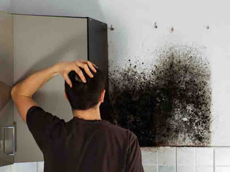 Pro Technique to Black Mould Elimination from Walls and Ceilings in Melbourne