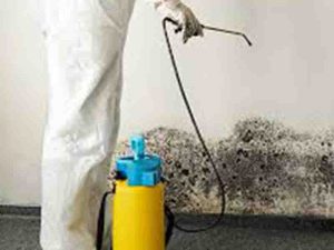 WHAT IS COVERED BY AND ALSO MOULD EXAMINATION OR MOULD ANALYSIS?
